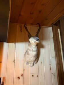 Taxidermy-Pronghorn-Antelope-Shoulder-Mount