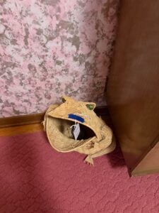 IMG_8003-1