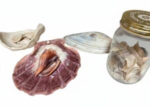 Assorted-Seashells-including-Lions-Paw-Scallop-in-Glass-Jar-and-Display
