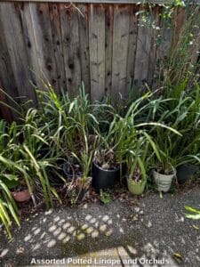 Assorted-Potted-Liriope-and-Orchids