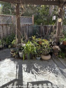 Assorted-Potted-Plants-and-Garden-Decor-1