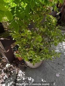 Jade-Plant-Crassula-ovata