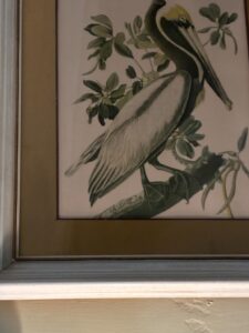 Brown-Pelican-Print-by-John-James-Audubon