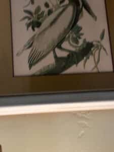 Brown-Pelican-Print-by-John-James-Audubon-second-image