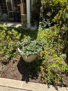 Assorted-Garden-Planters-and-Fruit-Trees