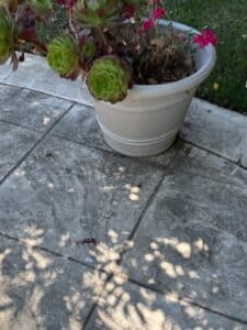 Assorted-Garden-Planters-and-Fruit-Trees-fourth-image