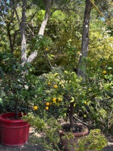 Assorted-Garden-Planters-and-Fruit-Trees-third-image