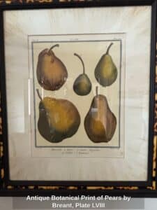 Antique-Botanical-Print-of-Pears-by-Breant-Plate-LVIII