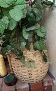 Artificial-Pothos-Plant-in-Woven-Basket
