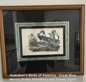 Audubons-Birds-of-America-Great-Blue-Heron-Ardea-herodias-and-Snowy-Egret-Ardea-candidissima-Lithographs