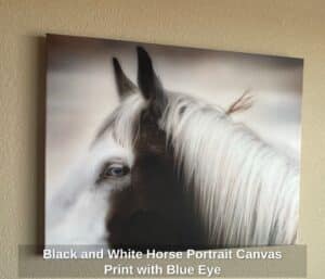Black-and-White-Horse-Portrait-Canvas-Print-with-Blue-Eye