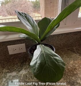Fiddle-Leaf-Fig-Tree-Ficus-lyrata