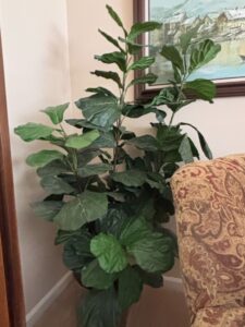 Fiddle-Leaf-Fig-Tree-Ficus-lyrata-Artificial