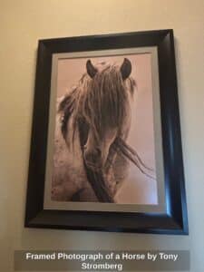 Framed-Photograph-of-a-Horse-by-Tony-Stromberg