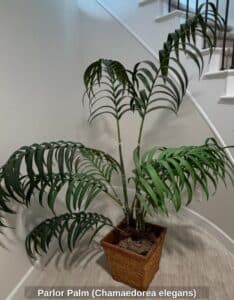 Parlor-Palm-Chamaedorea-elegans