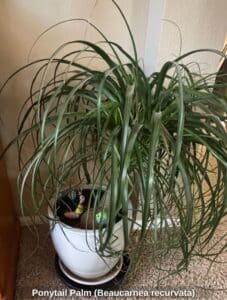 Ponytail-Palm-Beaucarnea-recurvata