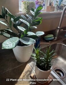 ZZ-Plant-and-Haworthia-Succulent-in-White-Pots