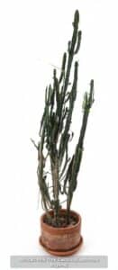 African-Milk-Tree-Cactus-Euphorbia-trigona