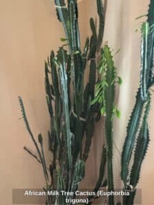 African-Milk-Tree-Cactus-Euphorbia-trigona-second-image