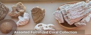 Assorted-Fossilized-Coral-Collection