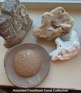 Assorted-Fossilized-Coral-Collection-second-image