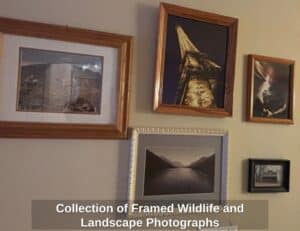 Collection-of-Framed-Wildlife-and-Landscape-Photographs