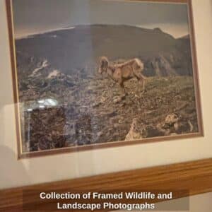 Collection-of-Framed-Wildlife-and-Landscape-Photographs-second-image