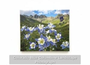 Colorado-Blue-Columbine-Landscape-Photograph