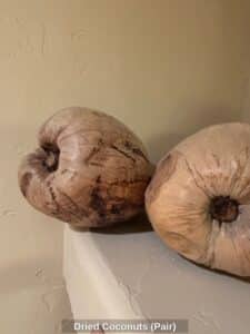 Dried-Coconuts-Pair-second-image