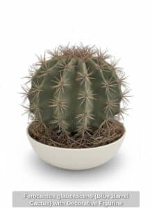 Ferocactus-glaucescens-Blue-Barrel-Cactus-with-Decorative-Figurine