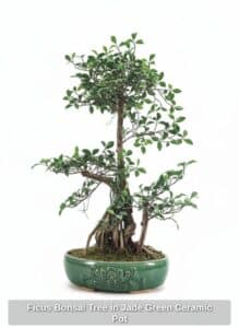 Ficus-Bonsai-Tree-in-Jade-Green-Ceramic-Pot