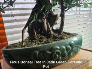 Ficus-Bonsai-Tree-in-Jade-Green-Ceramic-Pot-second-image