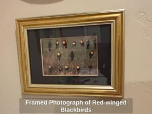 Framed-Photograph-of-Red-winged-Blackbirds