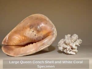Large-Queen-Conch-Shell-and-White-Coral-Specimen