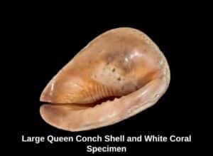Large-Queen-Conch-Shell-and-White-Coral-Specimen-second-image