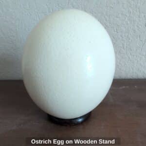 Ostrich-Egg-on-Wooden-Stand