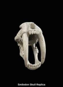 Smilodon-Skull-Replica-fourth-image