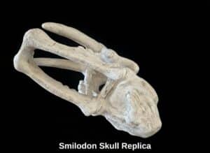Smilodon-Skull-Replica-second-image
