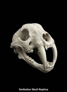 Smilodon-Skull-Replica-third-image