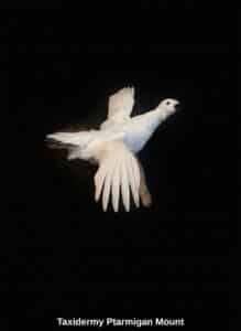 Taxidermy-Ptarmigan-Mount