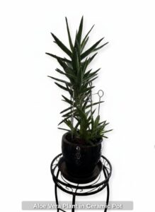 Aloe-Vera-Plant-in-Ceramic-Pot