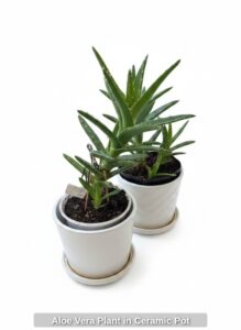 Aloe-Vera-Plant-in-Ceramic-Pot-B