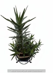 Aloe-Vera-Plant-with-Succulent
