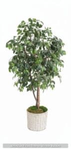 Artificial-Ficus-Tree-in-Wicker-Basket