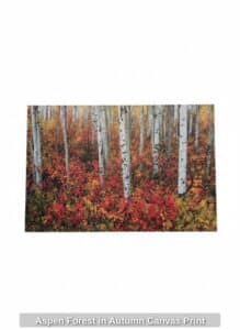Aspen-Forest-in-Autumn-Canvas-Print