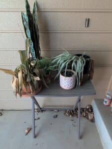 Assorted-Potted-Plants-on-Folding-Table-including-Sansevieria-Sayuri