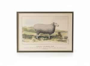 Border-Leicester-Ram-Lithograph