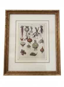 Botanical-Print-of-Roots-Plate