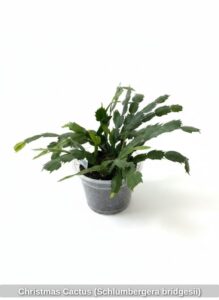 Christmas-Cactus-Schlumbergera-bridgesii