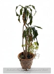 Dracaena-Fragrans-Massangeana-Corn-Plant